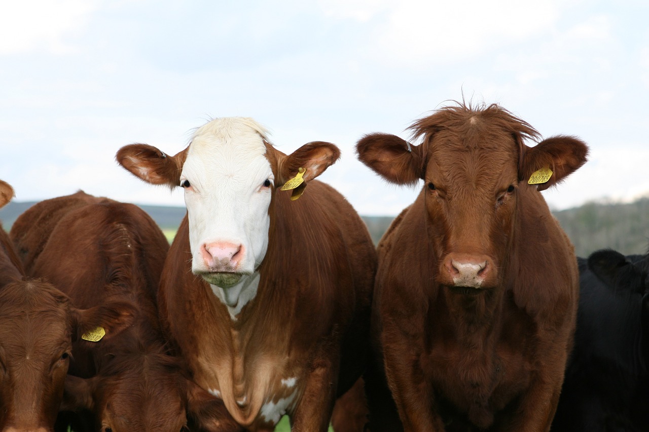 Kreda pastewna – prawidłowe żywienie krów oraz kur niosek